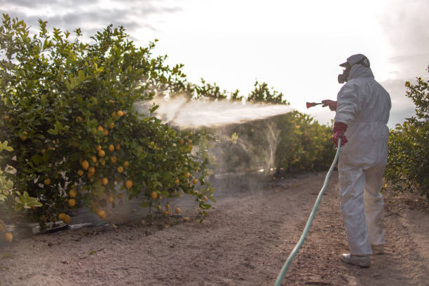 Best Termite Control Services  in Geistown, PA