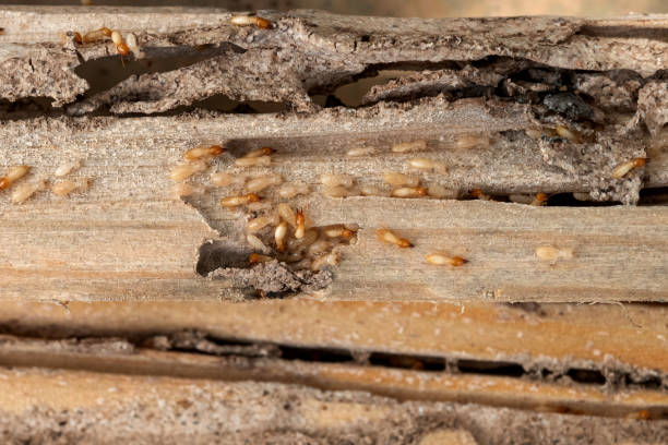 Best Bed Bug Extermination  in Geistown, PA