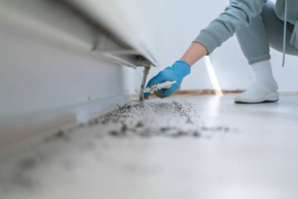 Best Rat Extermination Near Me  in Geistown, PA